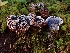  ( - FDS-CA-08018)  @11 [ ] by (2024) Mandy Hackney Fungal Diversity Survey
