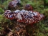  ( - FDS-CA-08018)  @11 [ ] by (2024) Mandy Hackney Fungal Diversity Survey