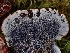  ( - FDS-CA-08018)  @11 [ ] by (2024) Mandy Hackney Fungal Diversity Survey