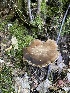  ( - FDS-CA-07538)  @11 [ ] c (2024) Marinna Grijalva Fungal Diversity Survey