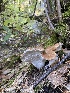  ( - FDS-CA-07538)  @11 [ ] c (2024) Marinna Grijalva Fungal Diversity Survey