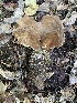  ( - FDS-CA-07538)  @11 [ ] c (2024) Marinna Grijalva Fungal Diversity Survey