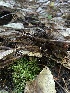  ( - FDS-CA-07539)  @11 [ ] c (2024) Marinna Grijalva Fungal Diversity Survey