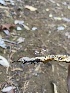  ( - FDS-CA-07539)  @11 [ ] c (2024) Marinna Grijalva Fungal Diversity Survey