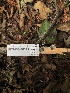  ( - FDS-CA-06623)  @11 [ ] by (2024) Justin Paulin Fungal Diversity Survey