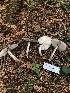  ( - FDS-CA-06624)  @11 [ ] by (2024) Justin Paulin Fungal Diversity Survey