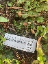  ( - FDS-CA-06913)  @11 [ ] by-nc (2024) Dean Lyons Fungal Diversity Survey