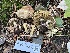  ( - FDS-CA-06924)  @11 [ ] by-nc (2024) Dean Lyons Fungal Diversity Survey