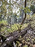  ( - FDS-CA-06924)  @11 [ ] by-nc (2024) Dean Lyons Fungal Diversity Survey
