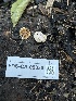  ( - FDS-CA-05830)  @11 [ ] by-nc (2024) Dean Lyons Fungal Diversity Survey
