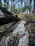  ( - FDS-CA-05830)  @11 [ ] by-nc (2024) Dean Lyons Fungal Diversity Survey