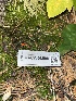  ( - FDS-CA-08508)  @11 [ ] by-nc (2024) Dean Lyons Fungal Diversity Survey