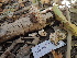  ( - FDS-CA-02462)  @11 [ ] by-nc (2024) Jaren Hockert Fungal Diversity Survey