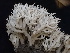  (Clavulina sp. CA02 - FDS-CA-02462)  @11 [ ] by-nc (2024) Jaren Hockert Fungal Diversity Survey