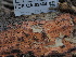  ( - FDS-CA-02464)  @11 [ ] by-nc (2024) Jaren Hockert Fungal Diversity Survey