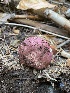 ( - FDS-CA-07517)  @11 [ ] c (2024) Marinna Grijalva Fungal Diversity Survey