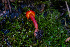  (Hygrocybe sp. phaeococcinea-PNW02 - FDS-CA-08508)  @11 [ ] by-nc (2024) Dean Lyons Fungal Diversity Survey