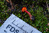  ( - FDS-CA-08508)  @11 [ ] by-nc (2024) Dean Lyons Fungal Diversity Survey