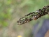  ( - FDS-CA-07606)  @11 [ ] by-nc (2024) Sadie Hickey Fungal Diversity Survey