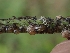  ( - FDS-CA-07606)  @11 [ ] by-nc (2024) Sadie Hickey Fungal Diversity Survey