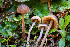 (Conocybe sp. PNW15 - FDS-CA-06913)  @11 [ ] by-nc (2024) Dean Lyons Fungal Diversity Survey