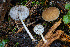  (Pluteus sp. plautus-PNW06 - FDS-CA-06923)  @11 [ ] by-nc (2024) Dean Lyons Fungal Diversity Survey