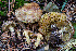  ( - FDS-CA-06924)  @11 [ ] by-nc (2024) Dean Lyons Fungal Diversity Survey