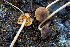  ( - FDS-CA-08501)  @11 [ ] by-nc (2024) Dean Lyons Fungal Diversity Survey
