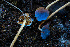  ( - FDS-CA-08501)  @11 [ ] by-nc (2024) Dean Lyons Fungal Diversity Survey