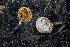  ( - FDS-CA-05830)  @11 [ ] by-nc (2024) Dean Lyons Fungal Diversity Survey
