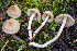  (Inocybe sp. sindonia-PNW24 - FDS-CA-08504)  @11 [ ] by-nc (2024) Dean Lyons Fungal Diversity Survey