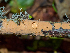  ( - FDS-CA-06623)  @11 [ ] by (2024) Justin Paulin Fungal Diversity Survey