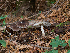  ( - FDS-CA-06624)  @11 [ ] by (2024) Justin Paulin Fungal Diversity Survey