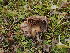  ( - FDS-CA-07012)  @11 [ ] by-nc (2024) Fresno Mycology Society Fungal Diversity Survey