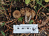  (Inocybe sp. IN86 - FDS-CA-07017)  @11 [ ] by-nc (2024) Fresno Mycology Society Fungal Diversity Survey