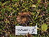  ( - FDS-CA-07012)  @11 [ ] by-nc (2024) Fresno Mycology Society Fungal Diversity Survey
