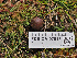  (Cortinarius inconspicuus - FDS-CA-07013)  @11 [ ] by-nc (2024) Fresno Mycology Society Fungal Diversity Survey
