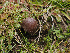 ( - FDS-CA-07013)  @11 [ ] by-nc (2024) Fresno Mycology Society Fungal Diversity Survey