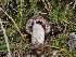  ( - FDS-CA-07013)  @11 [ ] by-nc (2024) Fresno Mycology Society Fungal Diversity Survey