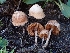  ( - FDS-CA-08046)  @11 [ ] by (2024) Mandy Hackney Fungal Diversity Survey