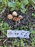  ( - FDS-CA-08046)  @11 [ ] by (2024) Mandy Hackney Fungal Diversity Survey