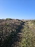  ( - FDS-CA-08046)  @11 [ ] by (2024) Mandy Hackney Fungal Diversity Survey