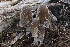  ( - FDS-CA-06586)  @11 [ ] by-nc (2024) Taye Bright Fungal Diversity Survey