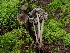  ( - FDS-CA-08044)  @11 [ ] by (2024) Mandy Hackney Fungal Diversity Survey