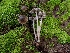  ( - FDS-CA-08044)  @11 [ ] by (2024) Mandy Hackney Fungal Diversity Survey