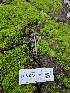  ( - FDS-CA-08044)  @11 [ ] by (2024) Mandy Hackney Fungal Diversity Survey