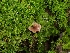  ( - FDS-CA-08038)  @11 [ ] by (2024) Mandy Hackney Fungal Diversity Survey
