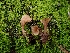 ( - FDS-CA-08038)  @11 [ ] by (2024) Mandy Hackney Fungal Diversity Survey