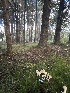  ( - FDS-CA-05836)  @11 [ ] by-nc (2024) Dean Lyons Fungal Diversity Survey