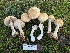  ( - FDS-CA-05836)  @11 [ ] by-nc (2024) Dean Lyons Fungal Diversity Survey